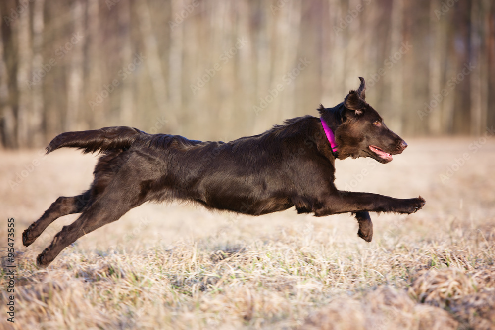 happy flat coated retriever dog jumps on the field happy flat coated retriever dog jumps on the field