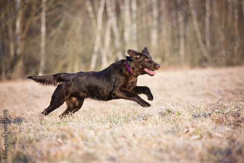 flat coated retriever dog running on a field