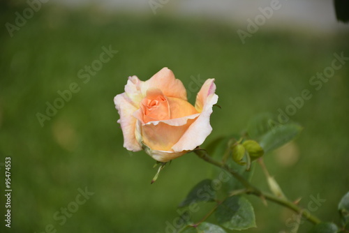 Amazing roses at Araucano Park in Santiago, Chile photo