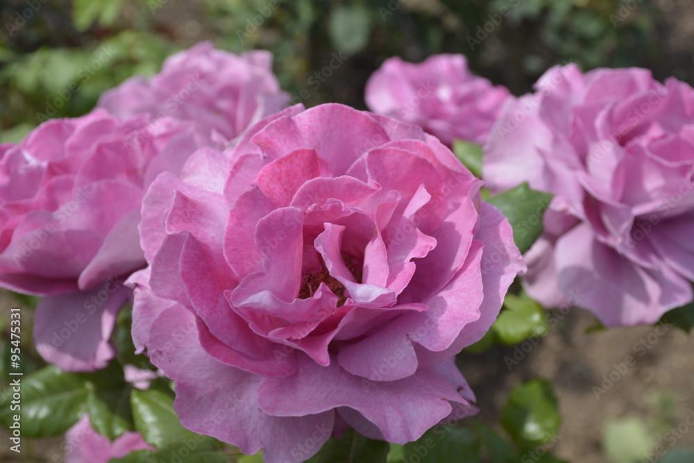 Obraz premium Amazing roses at Araucano Park in Santiago, Chile