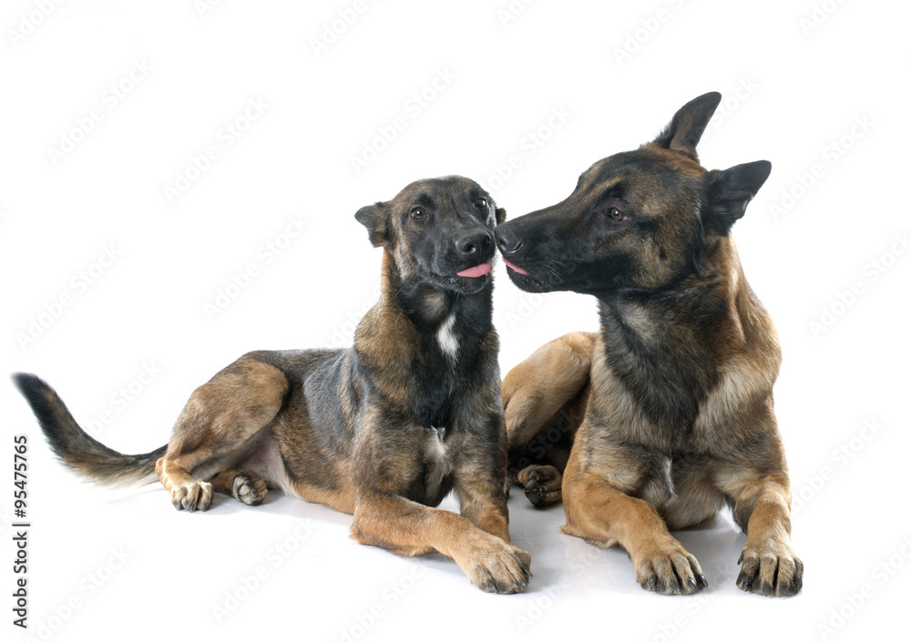 Fototapeta premium belgian shepherd dogs