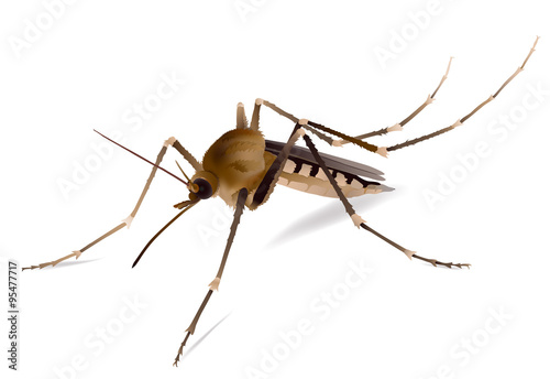 Mosquito.
Hand drawn vector illustration of a biting mosquito on white background.