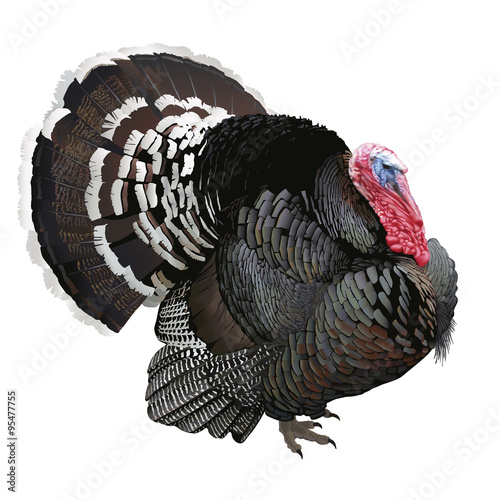 Turkey.
Hand drawn vector illustration of a male turkey showing off its beautiful plumage.White background, highly detailed realistic representation.