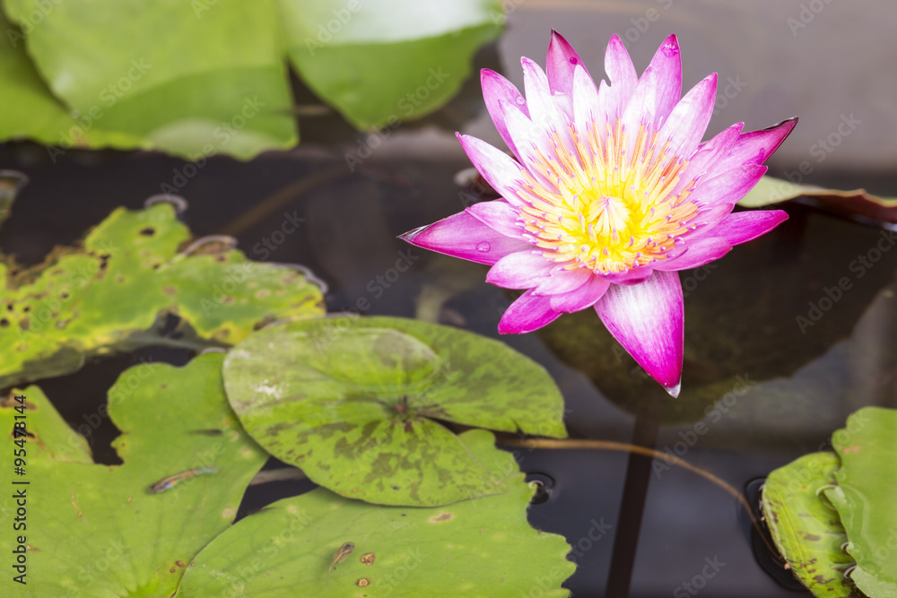 Water Lily and green leaves,beautiful purple flower blooming Water Lily and green leaves,beautiful purple flower blooming