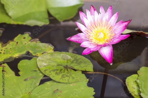 Water Lily and green leaves beautiful purple flower blooming