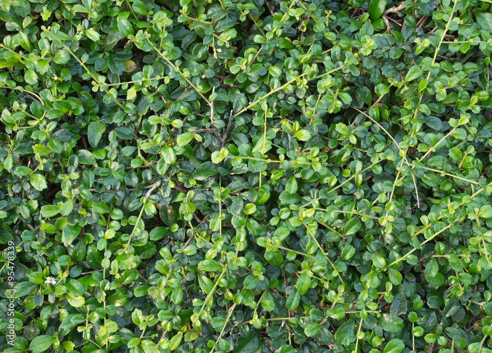 Fototapeta premium Trimmed Bush Texture