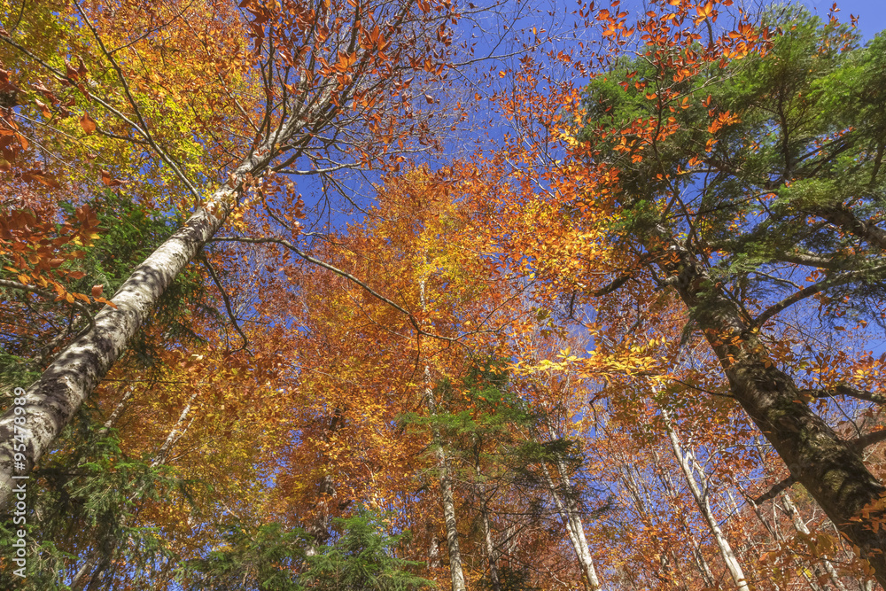 Autumn in the forest Autumn in the forest