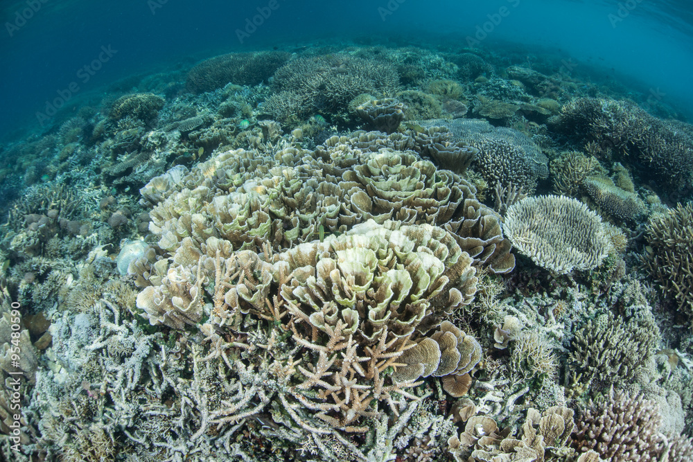 Naklejka premium Corals Beginning to Bleach