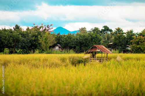 Natural rice field, cottage and mountain in Thailand