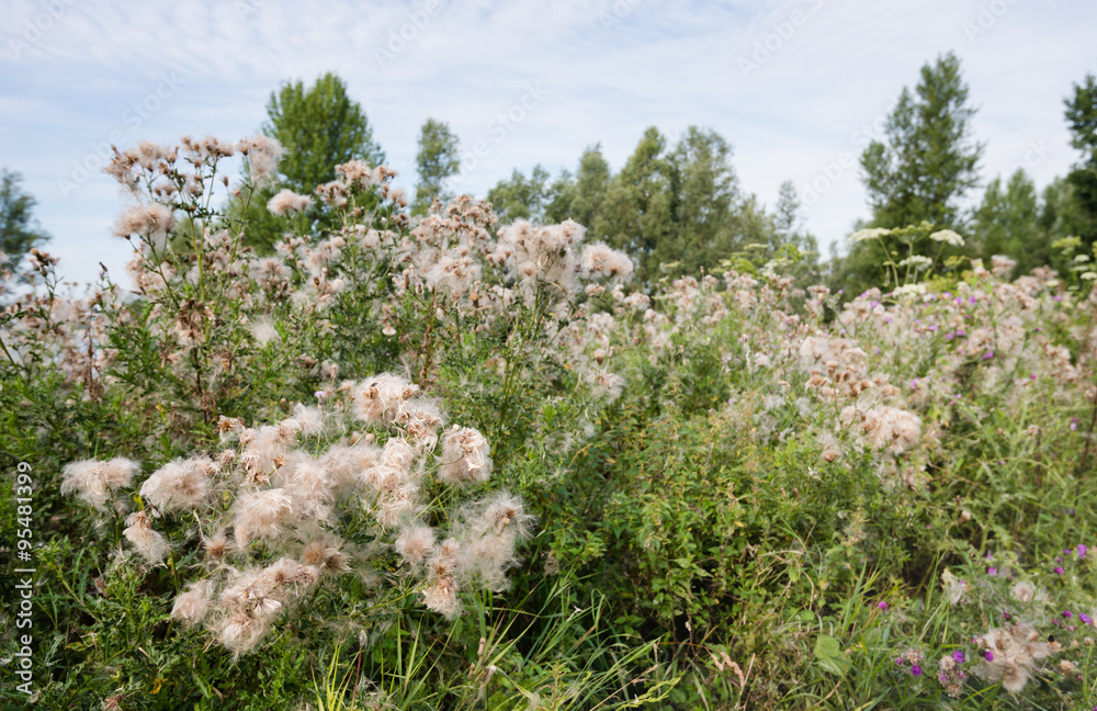 Overblown creeping thistle plants from close Overblown creeping thistle plants from close