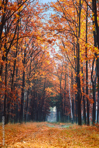 Alley in the autumn park.