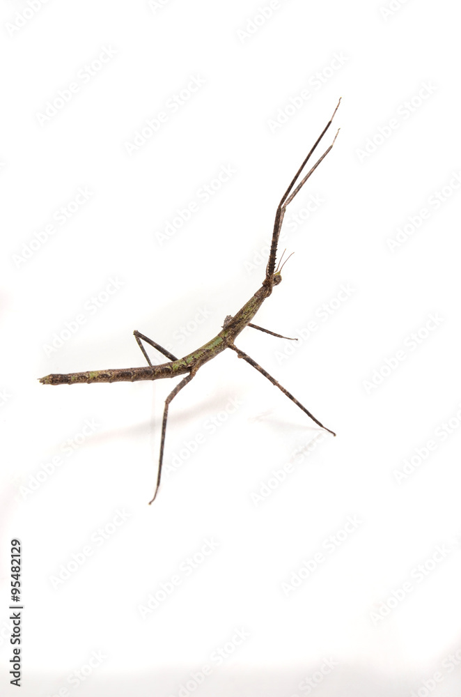 Insecto palo Insecto palo