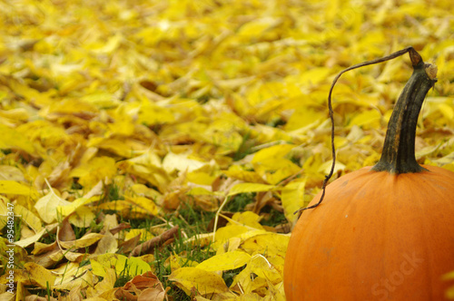 side of pumpkins with yellow leaves in background  photo