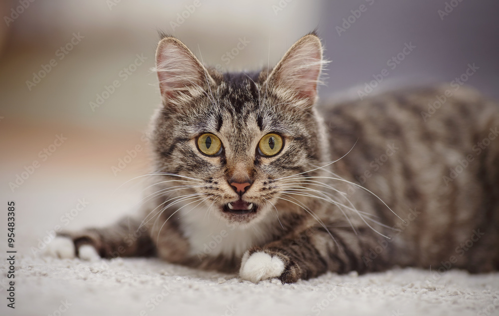 Portrait of the surprised domestic cat of a striped color