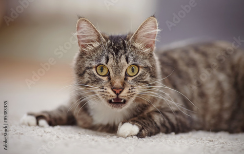 Portrait of the surprised domestic cat of a striped color