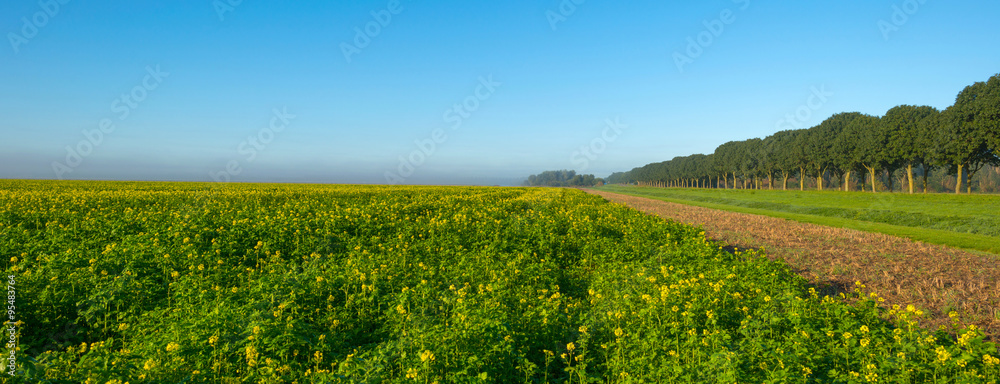 Rapeseed on a foggy field at dawn in autumn