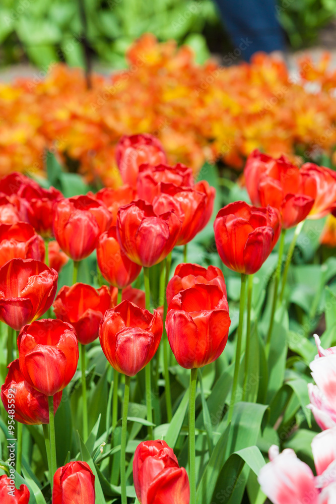 Fototapeta premium Tulips. Spring flower. beautiful flowers