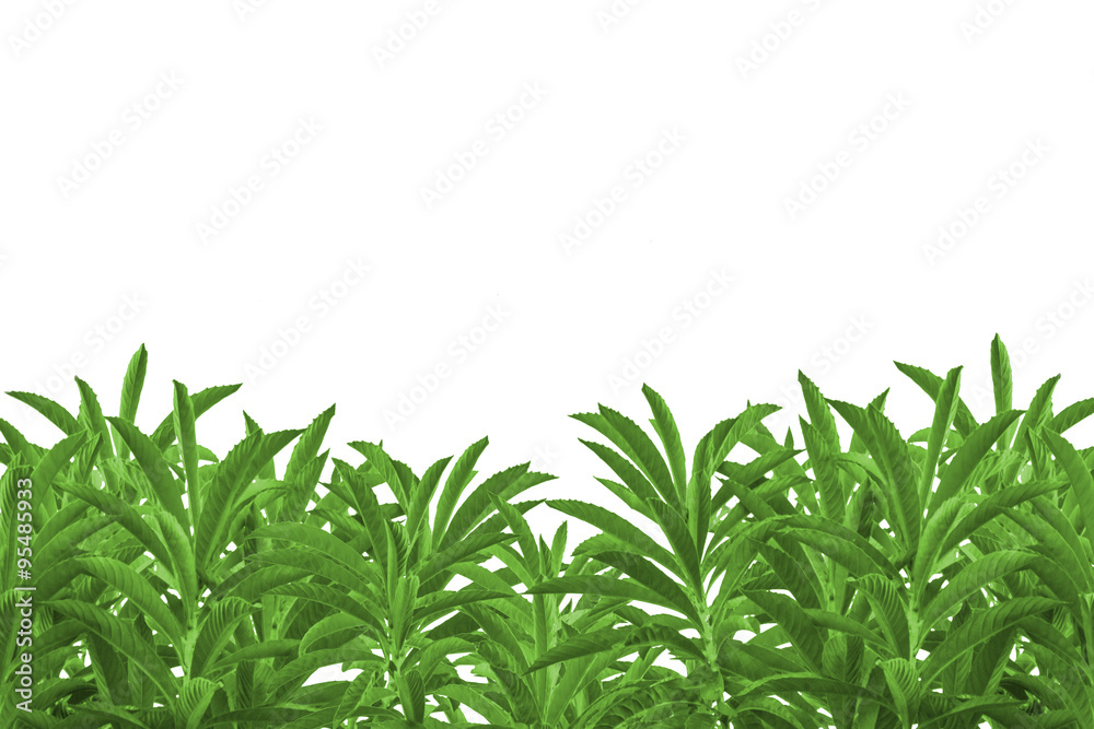 Isolated Tree Plants Background Isolated Tree Plants Background