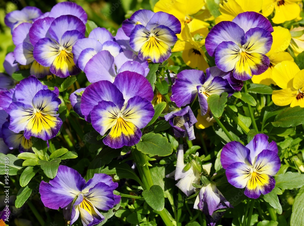 Flowering blue and yellow pansies Viola tricolor Flowering blue and yellow pansies Viola tricolor