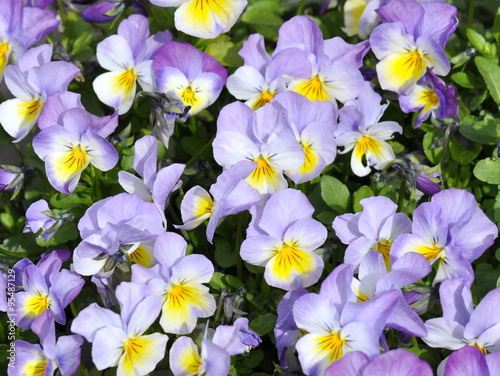 Flowering blue and white pansies Viola tricolor