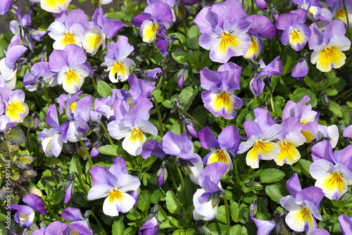 Flowering blue and white pansies Viola tricolor
