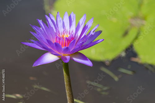 beautiful lotus