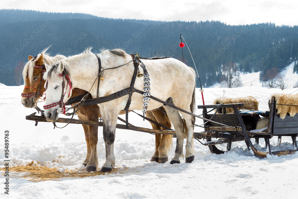 Horse sledge, alternative winter transport, tourist attraction Horse sledge, alternative winter transport, tourist attraction