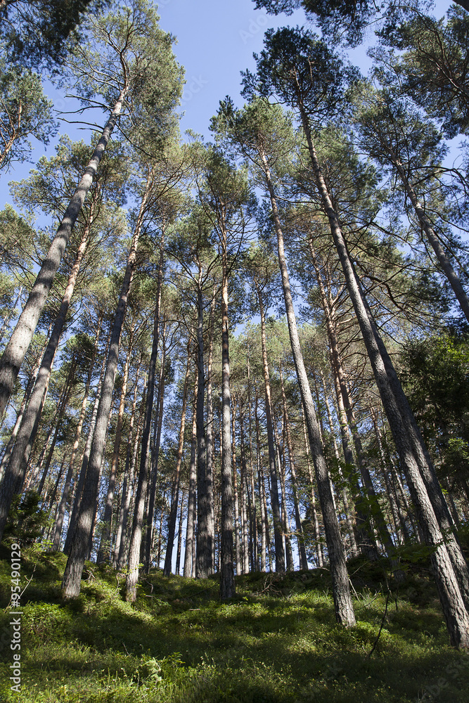 Foresta di Abete e conifere