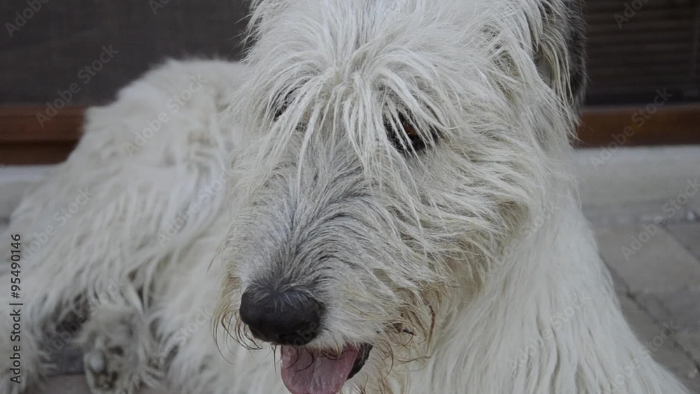 Irish Wolfhound breathe, Dog breathing Irish Wolfhound breathe, Dog breathing