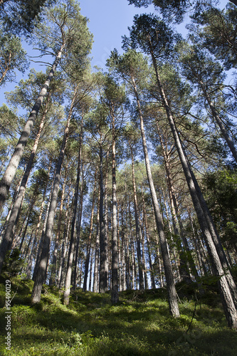 Obraz na płótnie Foresta di Abete e conifere w salonie