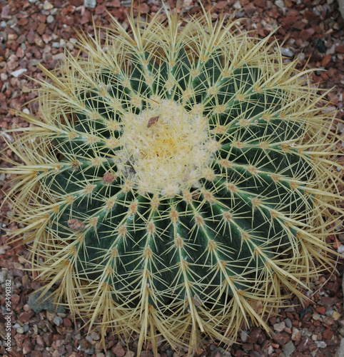 Green round cactus