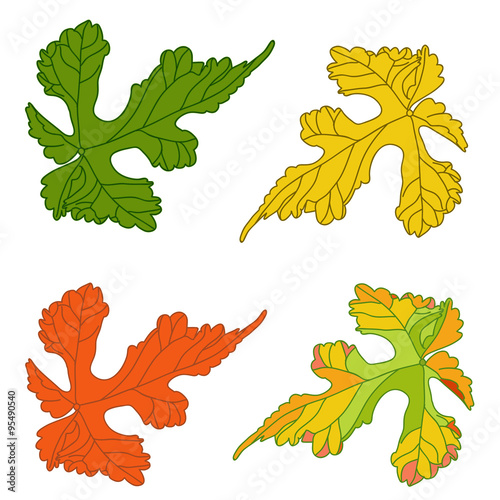 Grape leaves. Decorative autumn vine leaves painted in different