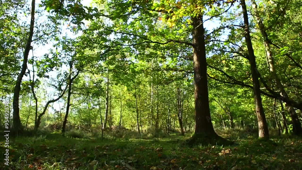 Moving over Bracken and leaves though a sun drenched forest in summer