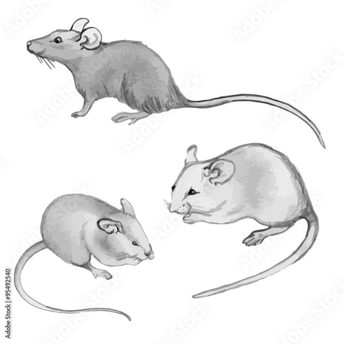 Rats, mice - pencil drawing by hand (set)