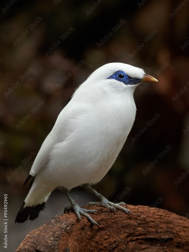 Obraz premium Bali starling (Leucopsar rothschildi)