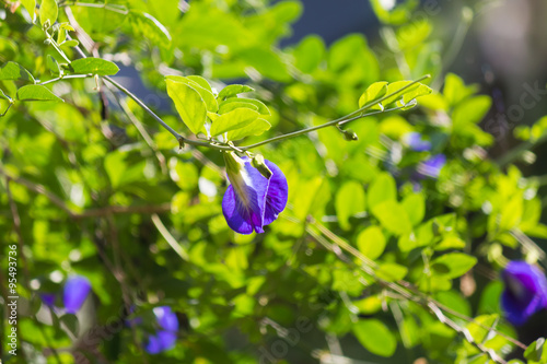 beautiful flower in garden