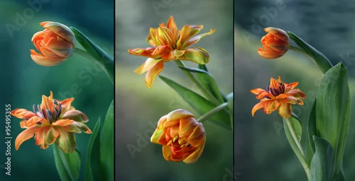 Fototapeta Tulipany mix