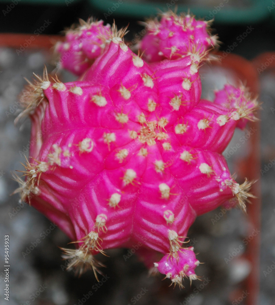 purple cactus