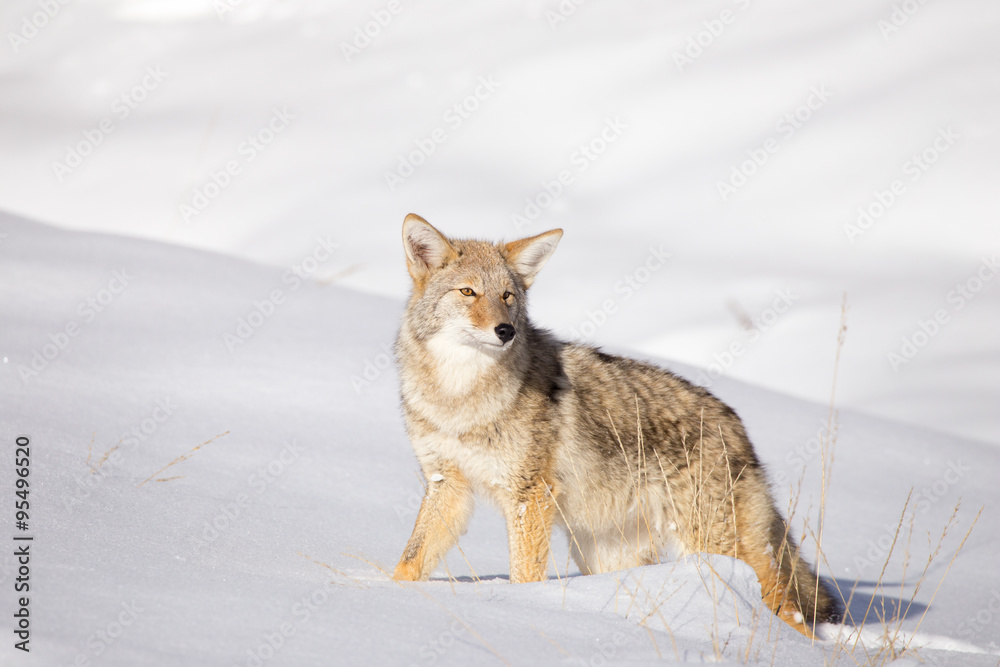 Naklejka premium Coyote (Canis latrans)