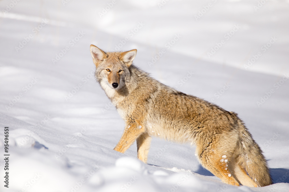 Fototapeta premium Coyote (Canis latrans)