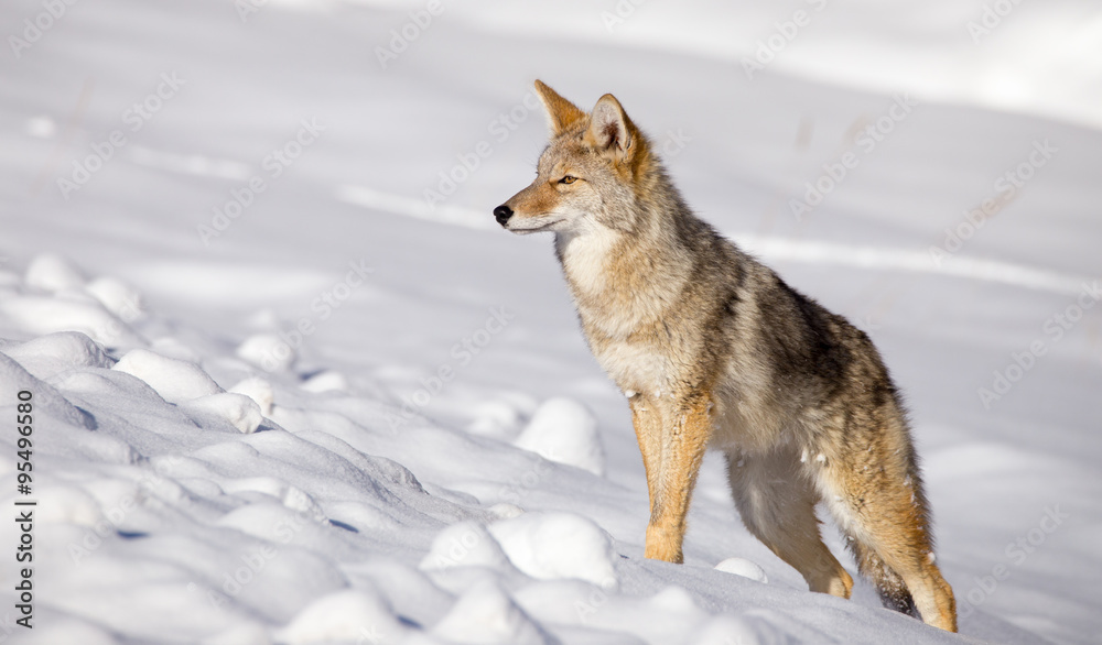 Naklejka premium Coyote (Canis latrans)