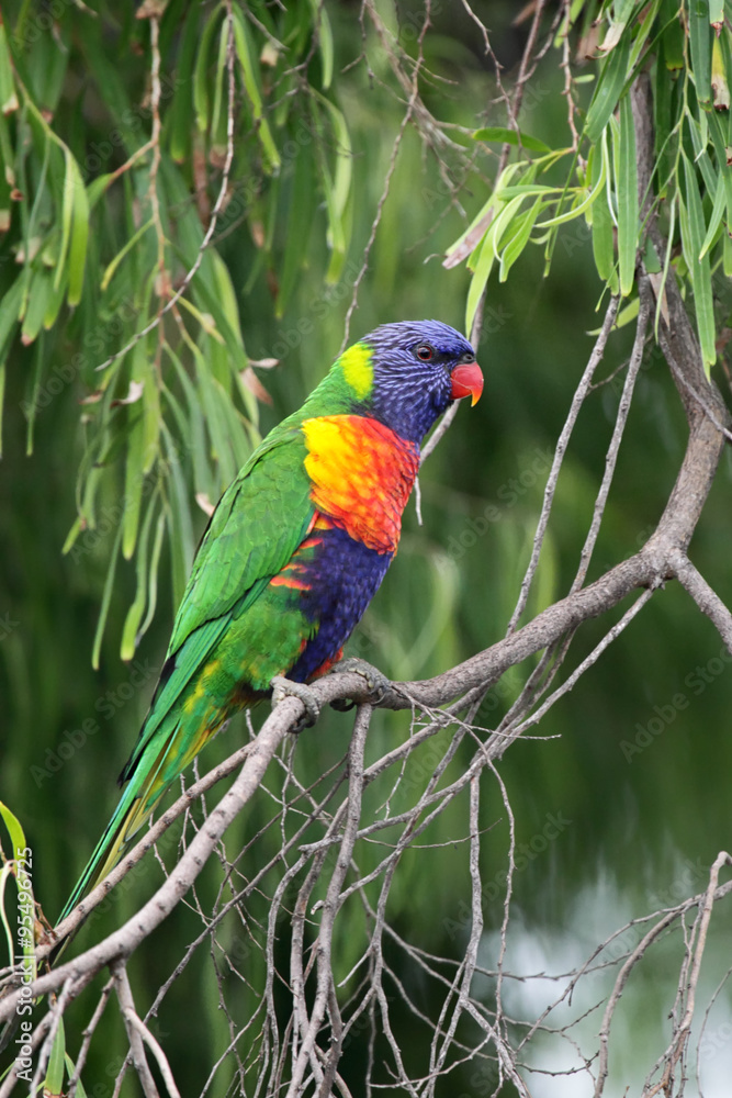 Fototapeta premium Allfarblori (Trichoglossus haematodus)
