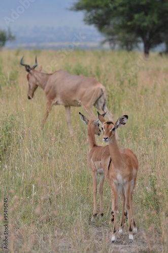 gazzelle nel parco Serengeti in tanzania africa  