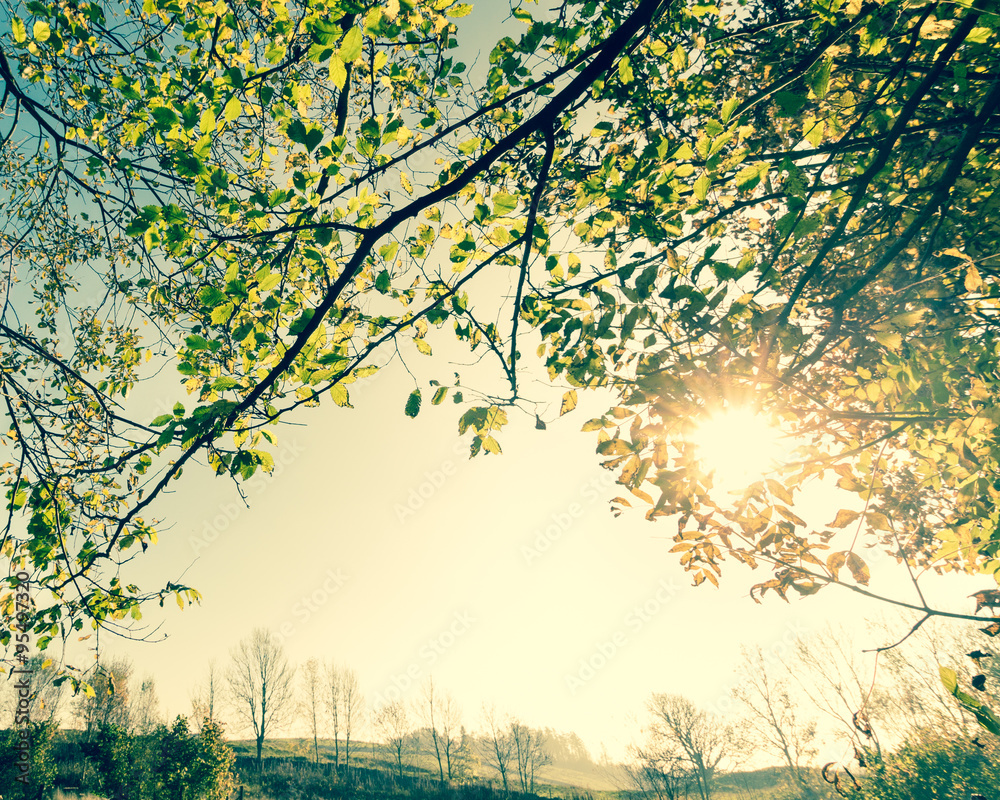 Fototapeta premium Sunshine glinting through branches, vintage edit.
