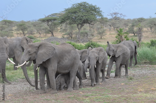 branco di elefanti cammina verso l'acqua nel serengeti national park in tanzania africa