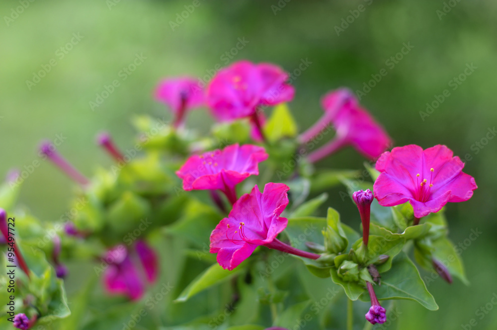 Pink beautiful flowers