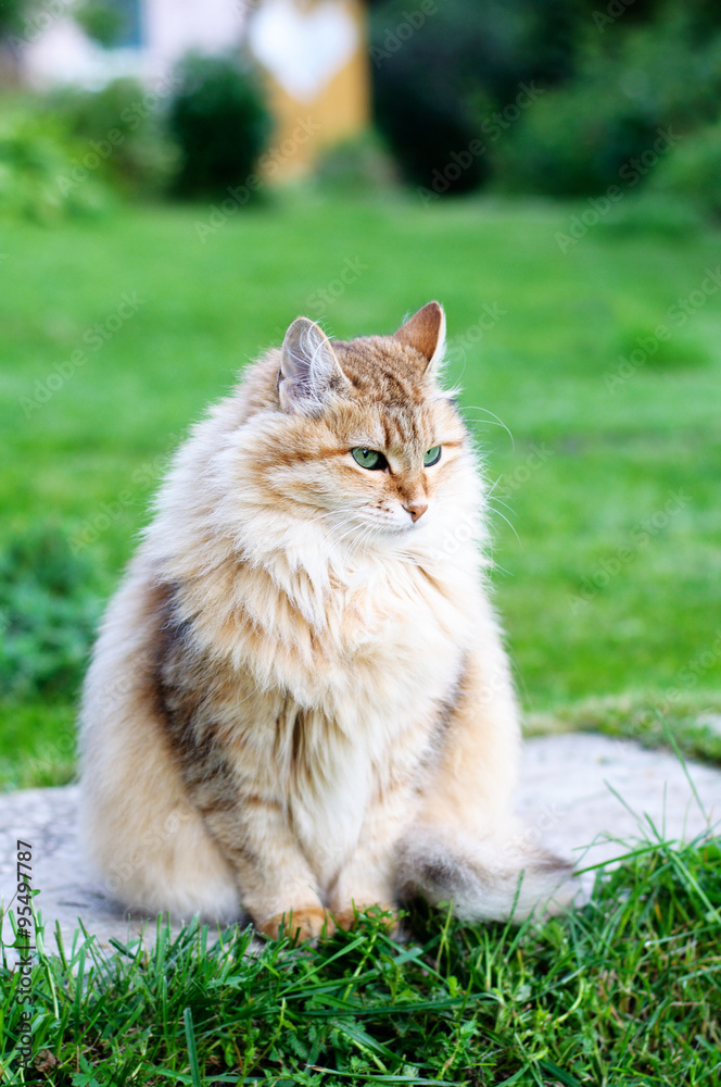 fluffy cat sits  in summer park