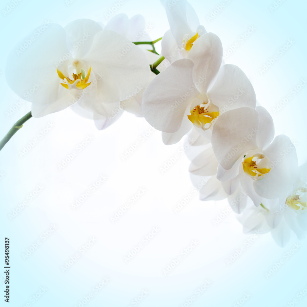 Orchids on light background Orchids on light background