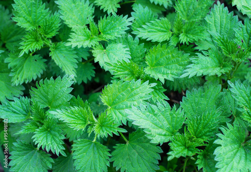 young shoots of nettle