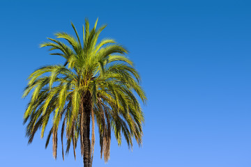 Wandcirkels Palmboom Washingtonia robusta tegen blauwe lucht  © ThomasLENNE